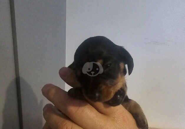 Dachshund Puppies for sale