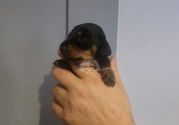 Miniature dachshunds for sale in Swansea/Abertawe, Swansea - Image 5