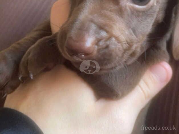 Dachshund Puppies for sale