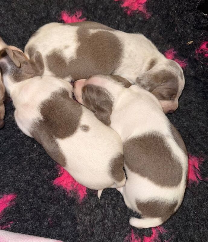 Miniature Dachshunds KC Reg & PRA Clear for sale in Droitwich Spa, Worcestershire