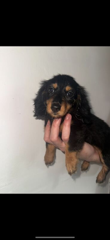 Miniature Dachshunds KC Registered for sale in Houghton-le-Spring, Tyne and Wear - Image 3