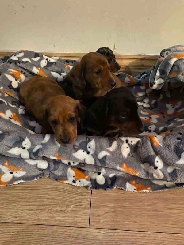 Miniature Dachshunds puppies for sale in Bury St Edmunds, Suffolk - Image 2