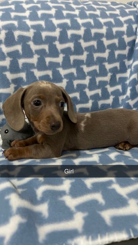 Miniature dachshunds puppies for sale in Bircotes, Nottinghamshire