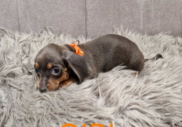 Miniature Dachshunds Puppies for sale in Manchester, Greater Manchester