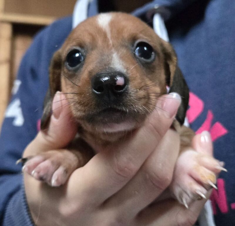 miniature dachshunds *READY NOW* for sale in Spalding, Lincolnshire