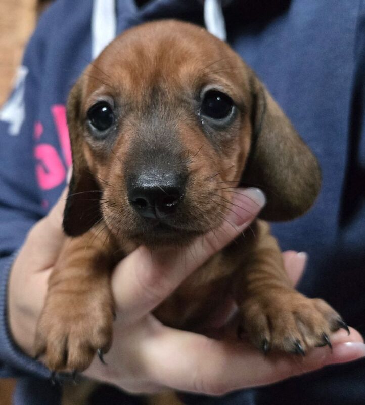 miniature dachshunds *READY NOW* for sale in Spalding, Lincolnshire - Image 8