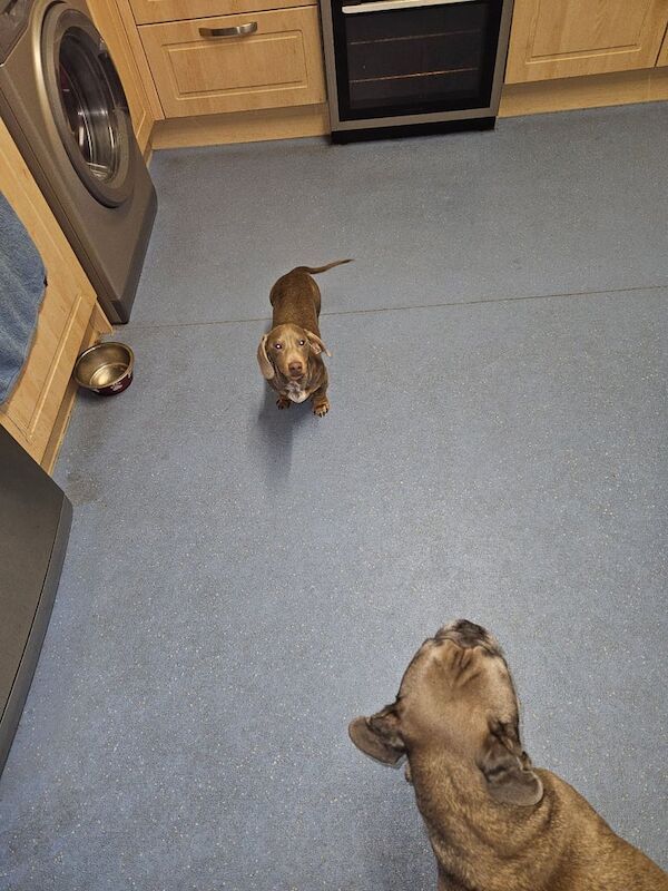 Miniature dachsund for sale in Liskeard, Cornwall