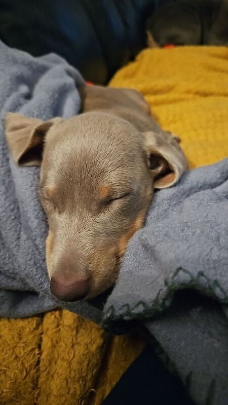 Miniature dachsund for sale in Liskeard, Cornwall - Image 3