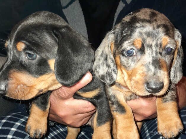 Miniature Dachsund puppies for sale in Burton On Trent, Staffordshire - Image 1