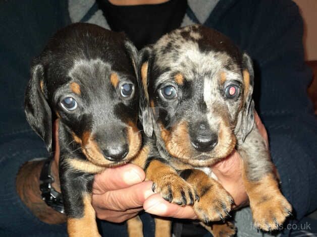 Miniature Dachsund puppies for sale in Burton On Trent, Staffordshire - Image 2