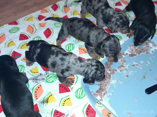 Miniature Dachsund puppies for sale in Burton On Trent, Staffordshire - Image 4