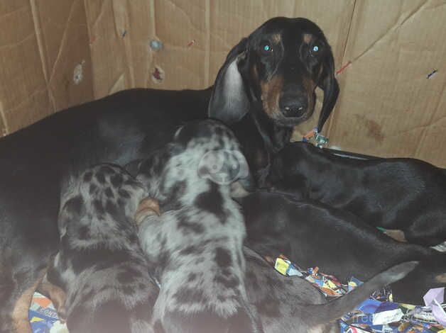 Miniature Dachsund puppies for sale in Burton On Trent, Staffordshire - Image 5