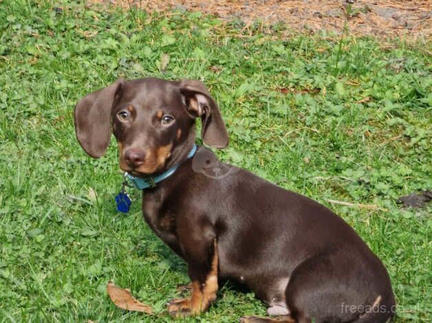 Dachshunds for sale in Sheffield, South Yorkshire