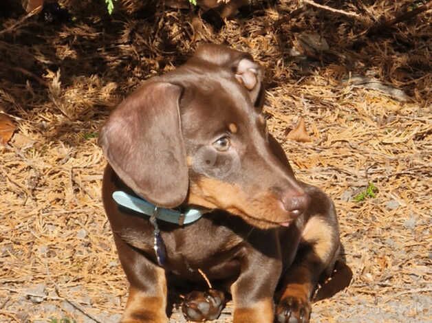 Dachshund Puppies for sale in South Yorkshire