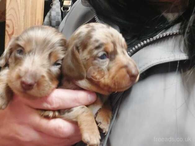 Dachshund Puppies for sale in Devon