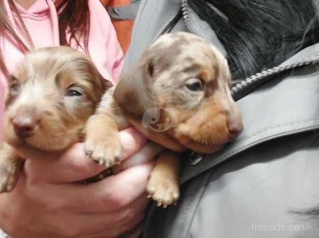 Dachshund Puppies for sale