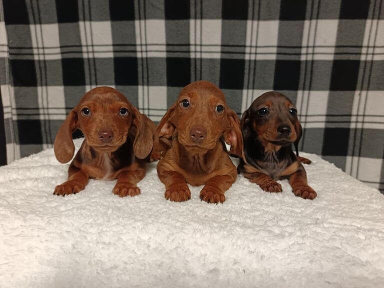 Miniature dapple dachshunds for sale in Durham, County Durham