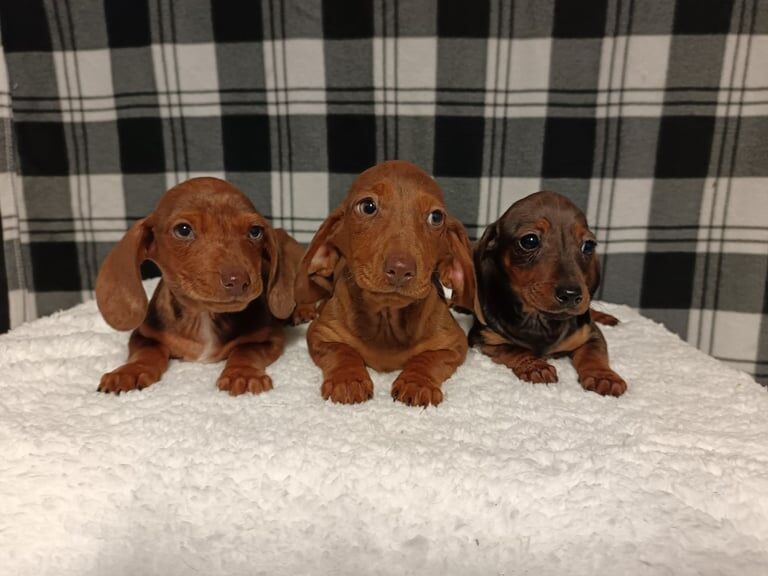 Miniature dapple dachshunds for sale in Durham, County Durham - Image 2