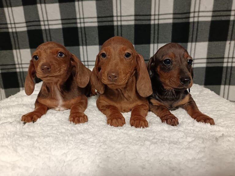 Miniature dapple dachshunds for sale in Durham, County Durham - Image 3