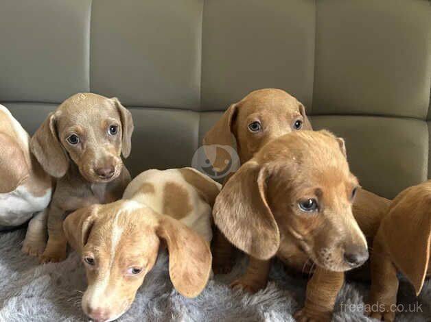 Miniature dapple dachshunds for sale in Beaminster, Dorset