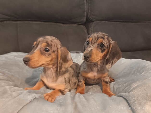 Miniature dapple dachshunds for sale in Cookstown, Cookstown