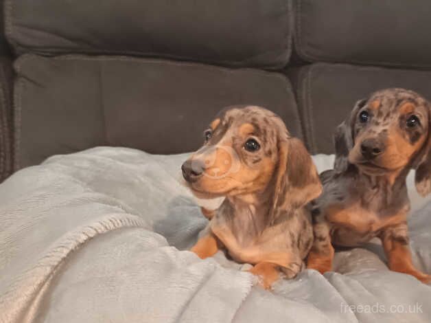 Dachshunds for sale in Cookstown, Cookstown