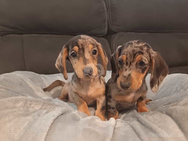 Dachshund Puppies for sale in Cookstown