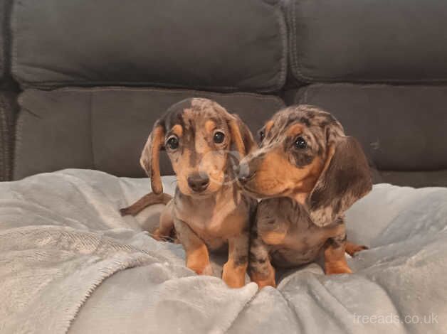 Dachshund Puppies for sale