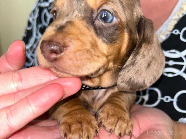 Miniature dapple dachshunds silver and chocolate for sale in Darlington, County Durham