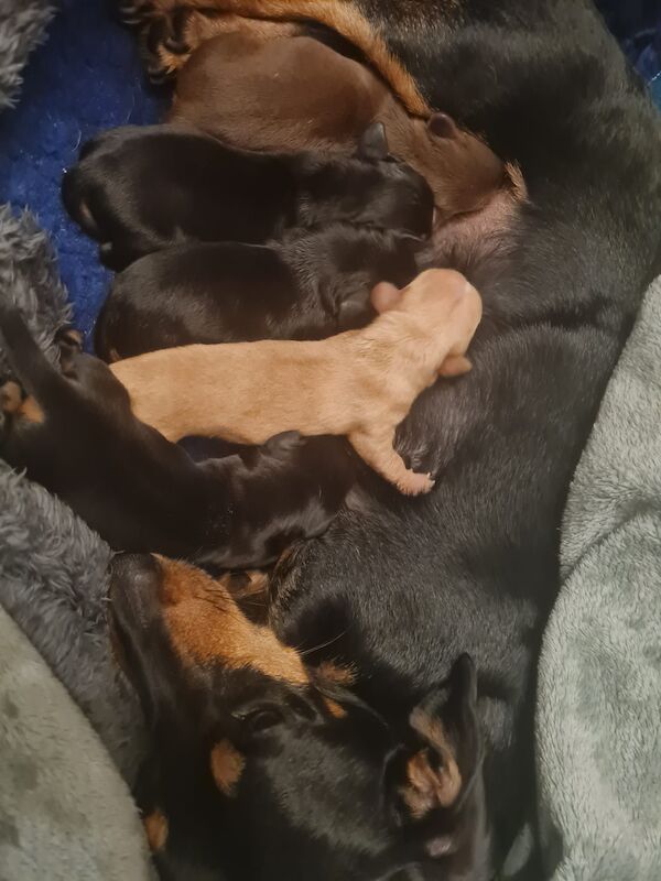 Miniature daschund puppies for sale in Garthorpe, Lincolnshire