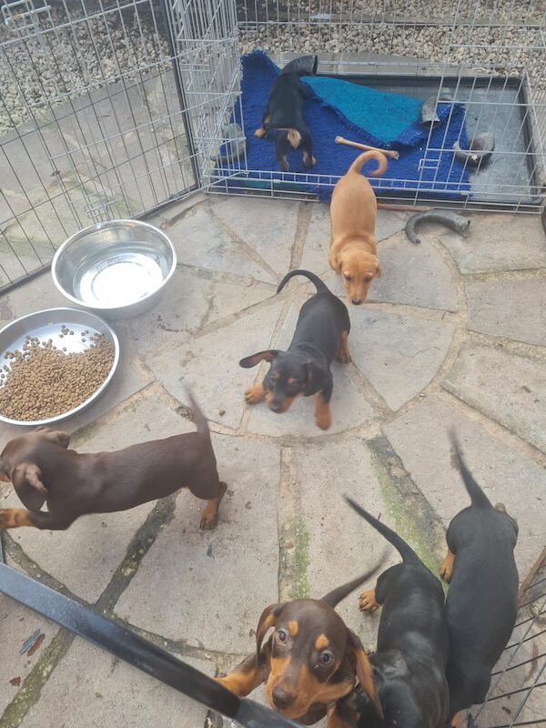 Dachshunds for sale in Garthorpe, Lincolnshire