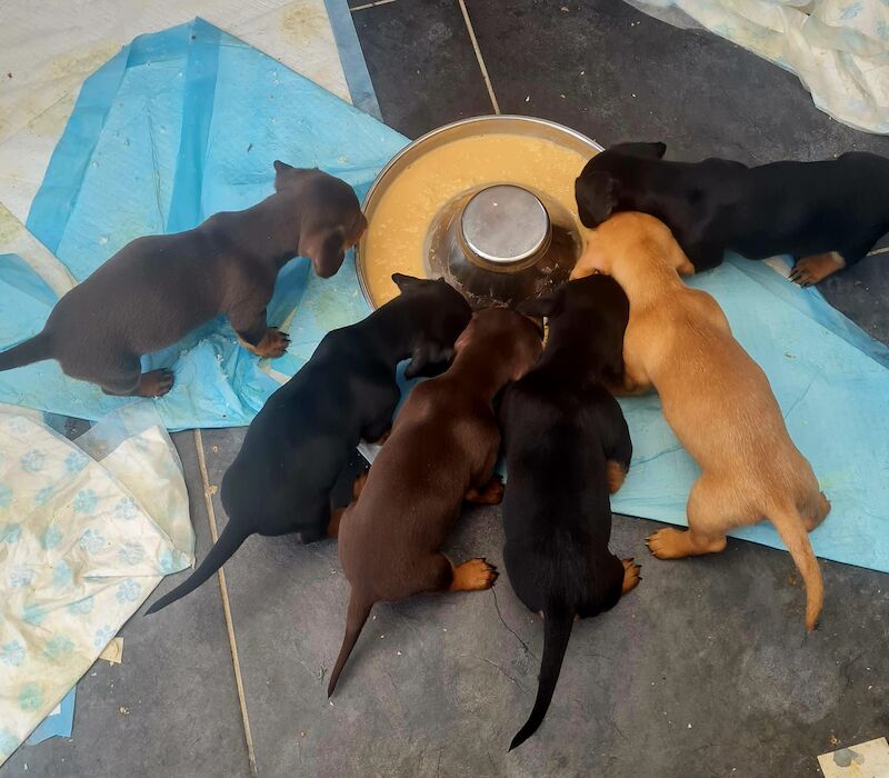 Dachshund Puppies for sale in Lincolnshire