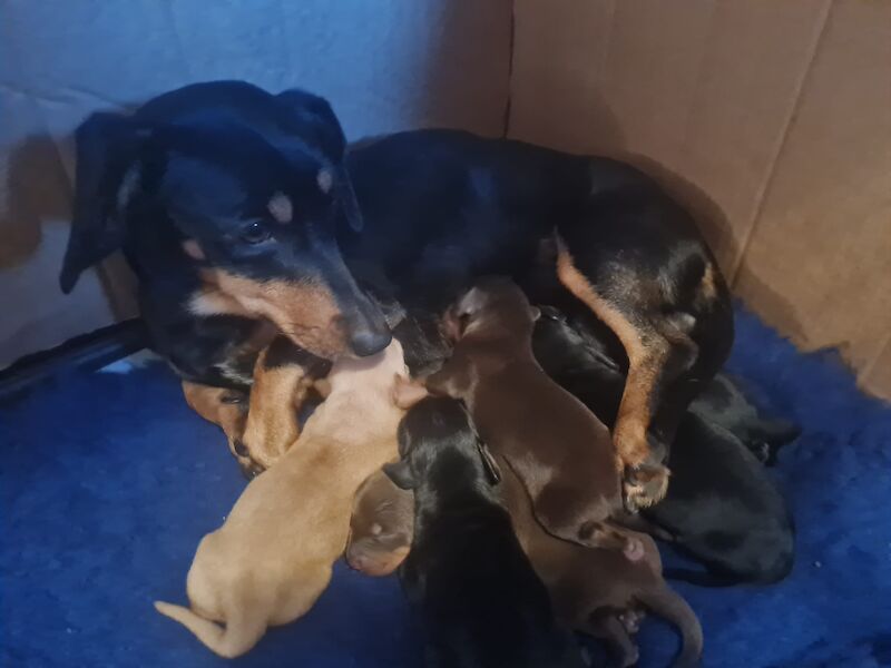 Dachshund Puppies for sale