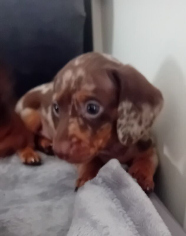 Miniature Daschund puppies for sale in Petts Wood, Greater London