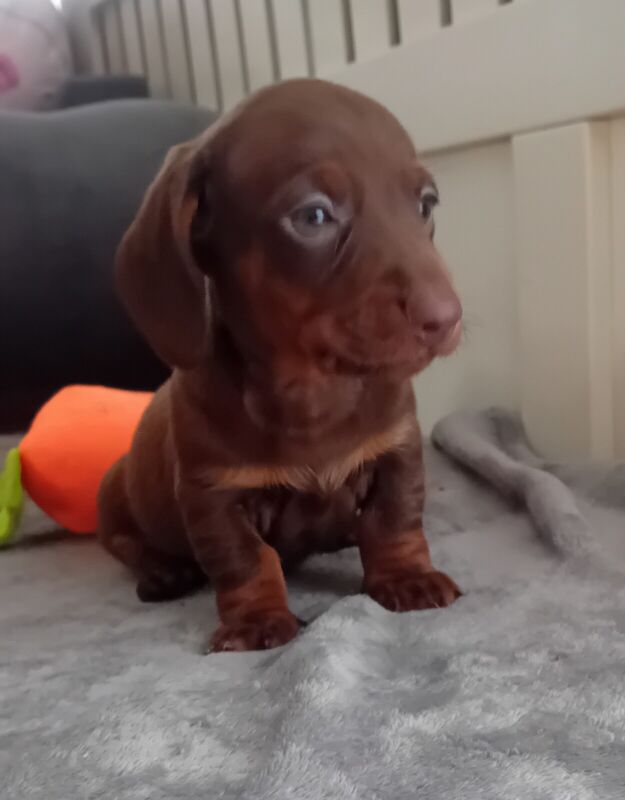 Miniature Daschund puppies for sale in Petts Wood, Greater London - Image 3