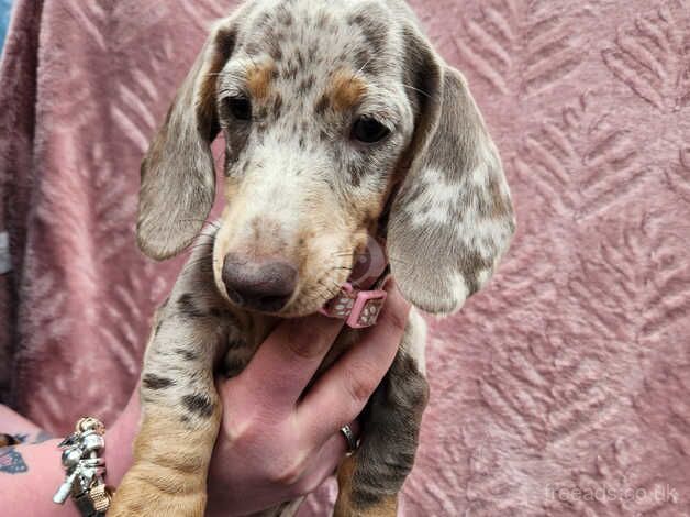 Miniature daschunds for sale in Worksop, Derbyshire - Image 1