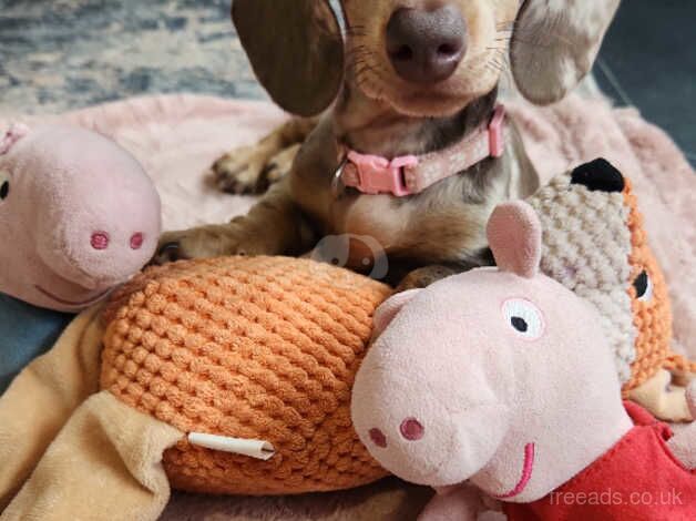 Miniature daschunds for sale in Worksop, Derbyshire - Image 4