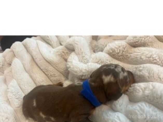 Miniature dashhound puppies for sale in Wymondham, Leicestershire - Image 2