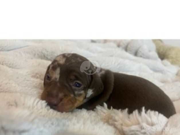 Miniature dashhound puppies for sale in Wymondham, Leicestershire - Image 4