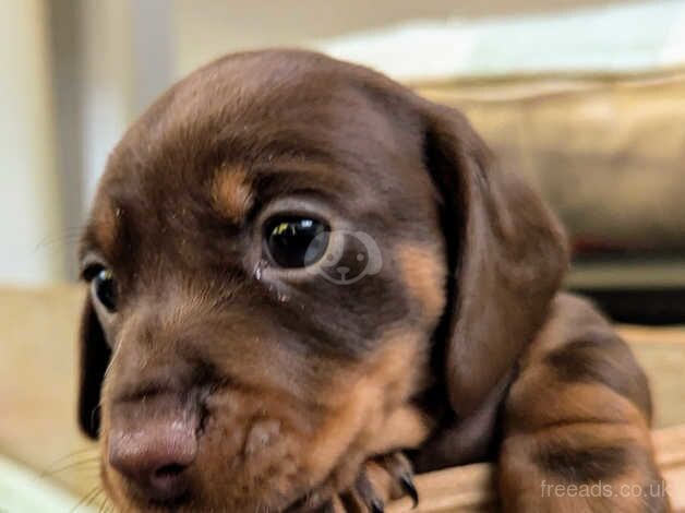 Dachshunds for sale in Waterlooville, Hampshire