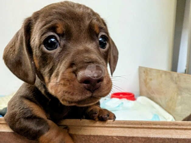 Dachshund Puppies for sale in Hampshire