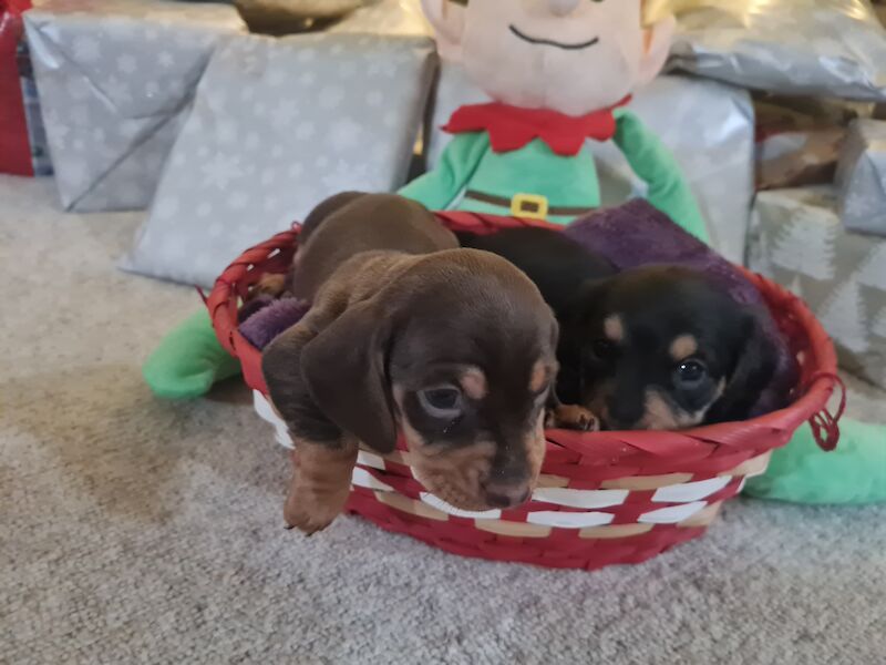 Miniature Dashund Babies for sale in Scunthorpe, Lincolnshire - Image 3