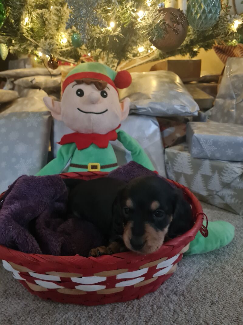 Dachshund Puppies for sale