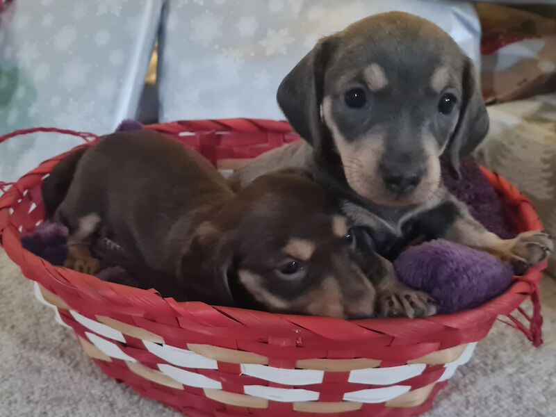 Miniature Dashund Babies for sale in Scunthorpe, Lincolnshire - Image 5