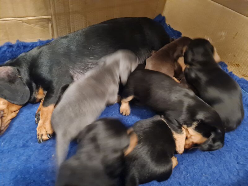 Miniature Dashund Babies for sale in Scunthorpe, Lincolnshire - Image 6