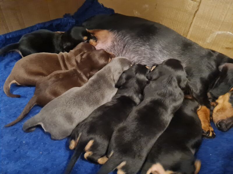 Miniature Dashund Babies for sale in Scunthorpe, Lincolnshire - Image 8