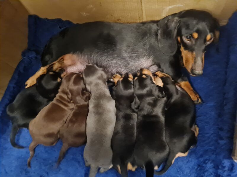 Miniature Dashund Babies for sale in Scunthorpe, Lincolnshire - Image 9