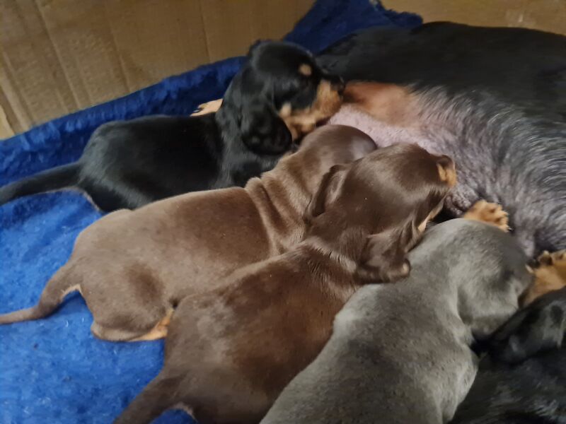 Miniature Dashund Babies for sale in Scunthorpe, Lincolnshire - Image 10