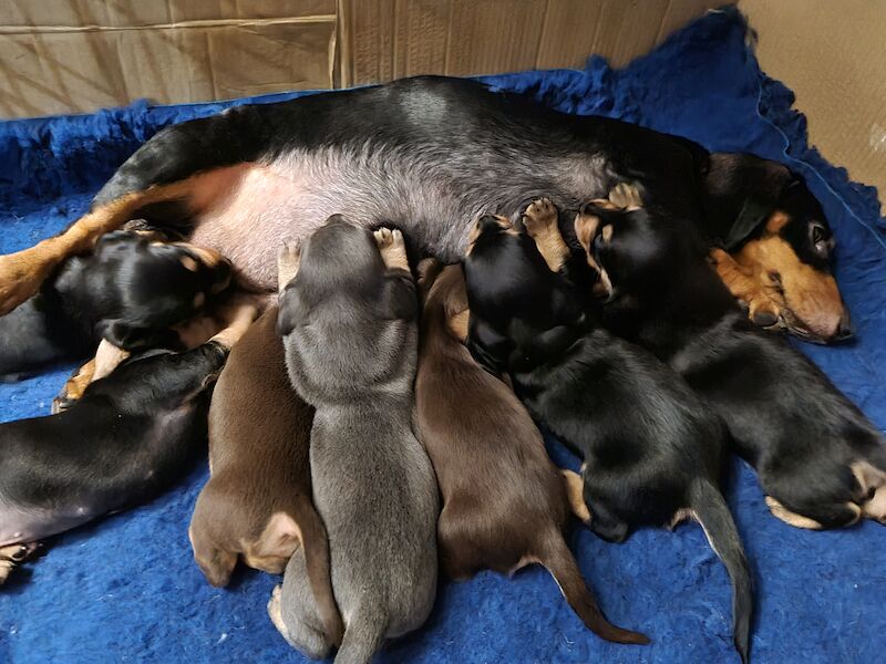 Miniature Dashund Babies for sale in Scunthorpe, Lincolnshire - Image 11