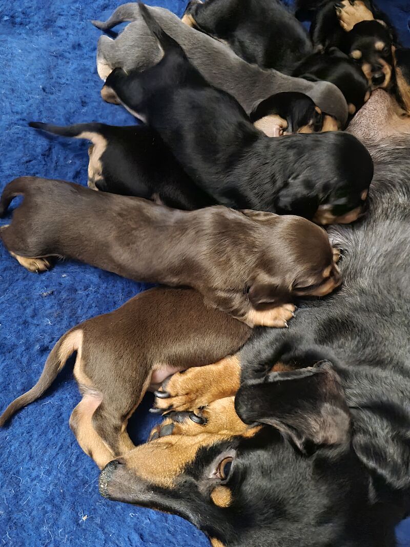 Miniature Dashund Babies for sale in Scunthorpe, Lincolnshire - Image 12